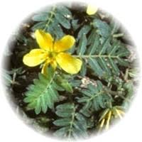 Image result for Tribulus excrucians