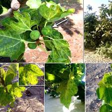 As a natural host for fig mosaic virus. Overview Of Fig Ficus Carica L Plants Showing Virus Like Symptoms Download Scientific Diagram