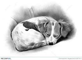 Trace the face and draw the applicable shapes of the attributes of the face and define the closed eyes accordingly. Pencil Drawing Of A Sleeping Dog Illustration 12477810 Megapixl