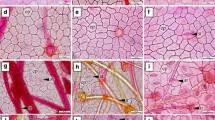Image result for Anthericopsis sepalosa