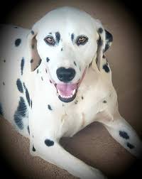 I'll take the old dogs along with the BU ones! RPM-001 (FS#501) D/D  Southwest, Love Cherrypicking! The thrill of the hunt!