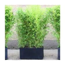 Mais comme nos clôtures sont en bambous naturels, certains se fissureront quand même. Bac Brise Vue A Prix Mini