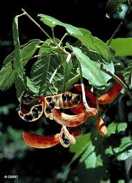 Image result for Sterculia schliebenii