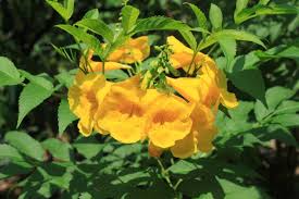 Pin On Flowers