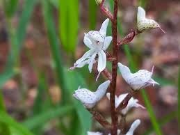 Image result for Disa aconitoides