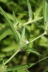 Image result for Blumea adamsii