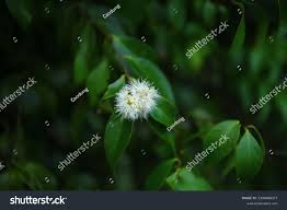 Image result for Strychnos usambarensis