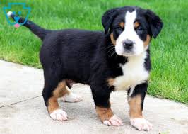 Greater swiss mountain dogs for sale. Brutus Greater Swiss Mountain Dog Puppy For Sale Keystone Puppies Swiss Mountain Dog Puppy Greater Swiss Mountain Dog Puppy Entlebucher Mountain Dog