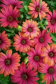 Daisy Type Flowers Beautiful Flowers Amazing Flowers Flowers Nature