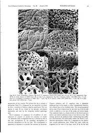 Image result for Disperis kilimanjarica