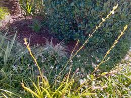 Image result for Chlorophytum macrophyllum