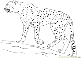 Cheetahs are somewhat atypical members of the felid family. How To Draw King Cheetah Novocom Top
