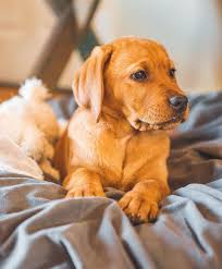 If You Love Labradors Visit Our Blog Labrador Labradorretriever Labradorcentral Retriever Labradors Retriev Lab Puppies Mini Schnauzer Puppies Lab Puppy