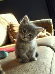Birman Kittens For Sale Near Me This Is Very Close To More Than I Can Stand Sooooooo Cute 3 Kittens Cutest Kitten Pictures Cute Cats