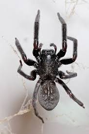 Black House Spider Wikipedia