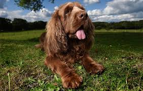 The Top Ten British Dog Breeds That Need Saving And Quickly Country Life