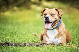 Weitere ideen zu tiere, süße tiere, tierbilder. 25 Hundebilder Susse Lustige Und Schone Bilder Von Hunden