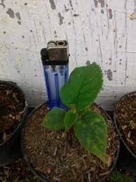 Bibit Tanaman Kiwi Golden Yang Masih Kecil Tinggi 5 10 Cm Tanaman Ini Nantinya Akan Menghasilkan Buah Kiwi Gold Yaitu Kiwi Dengan Daging Tanaman Kiwi Benih
