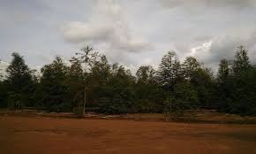 Image result for Sherbournia bignoniiflora