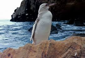 Females are smaller than males. Rare White Galapagos Penguin Captured On Camera In Ecuador Cgtn