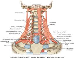 Pin By Jean Castillo On Human Figure Drawing Anatomy Reference Vertebral Artery Anatomy Subclavian Artery