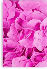 Hot Pink Flowers Canvas Print By Newburyboutique In 2020 Hot Pink Flowers Beautiful Flowers Wallpapers Flower Texture