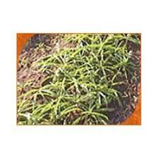 Image result for Chlorophytum nubicum