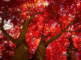 Care Of Red Maple Trees How To Grow A Red Maple Tree Red Maple Tree Red Maple Tree Landscaping Maple Tree Landscape