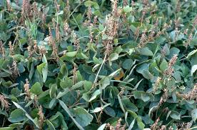 Image result for Neonotonia wightii