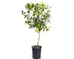 The fresh, clean scent of lemon trees, a sophisticated aesthetic, and delicious . Lemon Tree Etsy