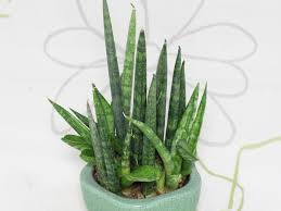 Image result for Sansevieria dooneri