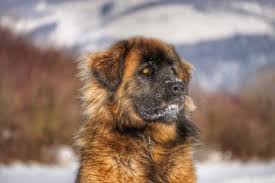 If you are unable to find your leonberger puppy in our puppy for sale or dog for sale sections, please consider looking thru thousands of leonberger dogs for adoption. The Russian Bear Dog What You Need To Know K9 Web