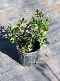 Image result for Malpighia