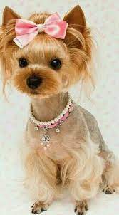 Pin On Dog Haircuts