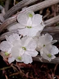 Image result for Microcoelia megalorrhiza