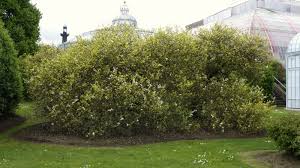 Image result for Citrus trifoliata