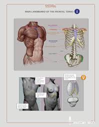 Your torso consists of two parts — the chest and the abdomen. Anatomy For Sculptors E Book Figure Torso Anatomy Reference Book For All Artists Human Figure Drawing Figure Drawing Reference Anatomy Reference