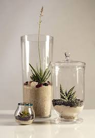 Terrific Terrariums Plants Succulent Terrarium Vase With Branches