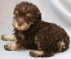 Puppies For Sale Schnoodles In Riverside California Schnoodle Puppy Puppies Schnoodle
