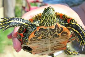 Why Do Some Turtles Hiss While Others Grunt That S B C Males Grunt Females Hiss Gender Identification Animal Facts Fun Facts About Animals Animals