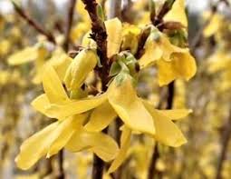 The following photos will allow you to identify shrubs and trees. Growing Forsythia
