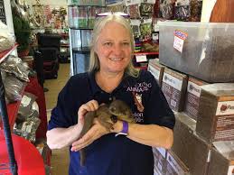 Americanlisted features safe and local classifieds for everything you need! Baby Kinkajou Now Available 3500 00 S S Exotic Animals Inc Facebook