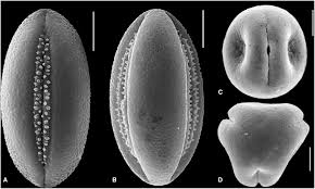 Image result for Neuracanthus africanus