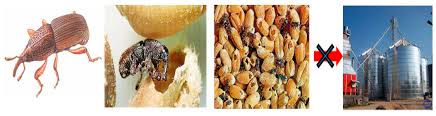 This page is a general is a rice weevil control guide. Agriculture Free Full Text Neural Visual Detection Of Grain Weevil Sitophilus Granarius L Html