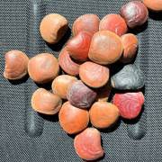 Image result for Mucuna poggei