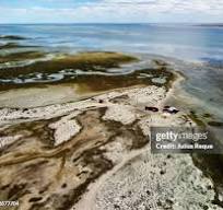 265 Guerrero Negro Stock Photos, High-Res Pictures, and ...