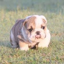 Maybe you would like to learn more about one of these? Interesting Puppies For Adoption Near Me Craigslist Excellent Cute Baby Animals Baby Animals Cute Animals
