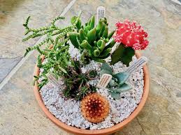 Lots of different combos out there so. 7 Tips For Making A Cacti Garden Mudpiefridays Com