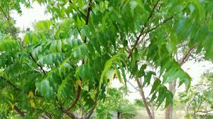 Their spreading branches form rounded crowns as much as 20 m across. Neem Tree Azadirachta Indica Youtube