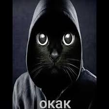 Что за мем «окак»: мем с котом в капюшоне, что он означает и откуда взялся:  Мемы: Интернет и СМИ: Lenta.ru